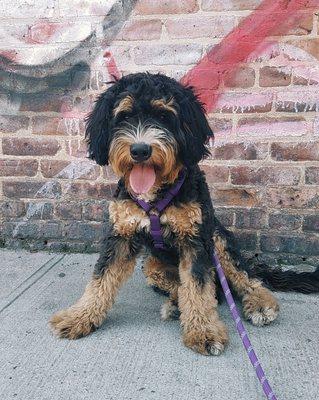 "Cholula" - The cutest Bernadoodle in all NYC