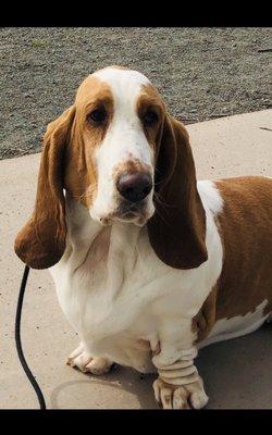 After a spa visit at Bobbi's Grooming, comes a walk at the park!