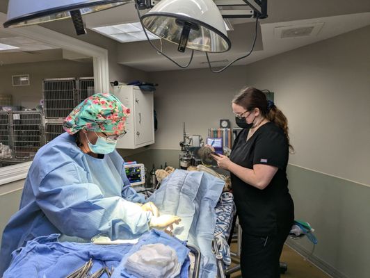 Dr Christina Wilkerson with veterinary technician Karen during surgery