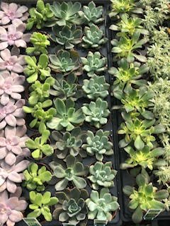 Succulents