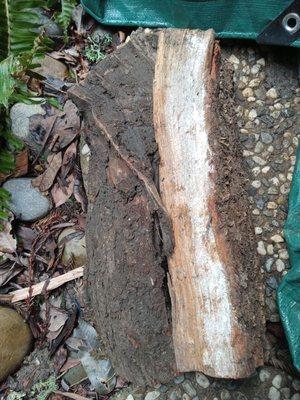 Caked on mud which as well as white fungus on it. Moisture for wood should be 10-15%. Split a log open the inside still read 28%.