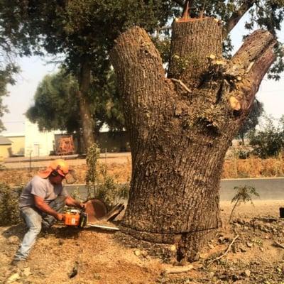 Doing what we do. Personally salvaging a big dieing urban Walnut log.