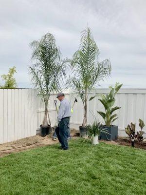 Palm Trees and Plants