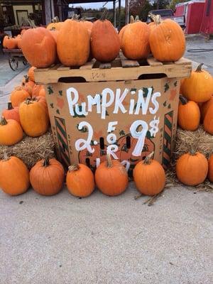 Always a good deal & good quality pumpkins @ Halloween. This is where the locals go. So you know you wanna be here or be square.