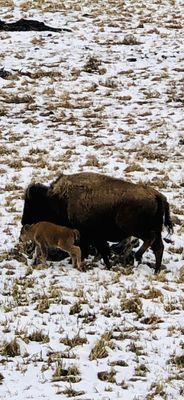 Bison and a newborn