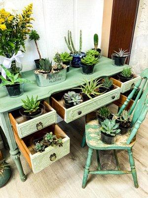 Cool idea for displaying succulents!