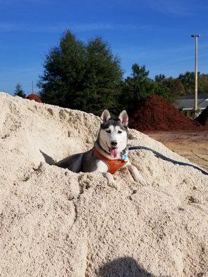 Screenings/paver base is great for digging dens. Simply 10/10