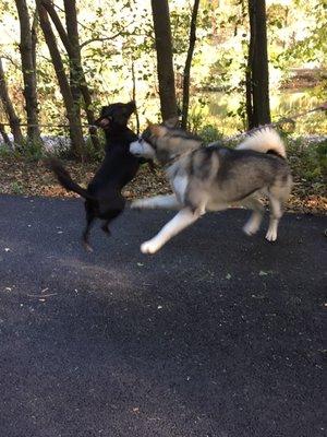 Shana and Rocky meet!