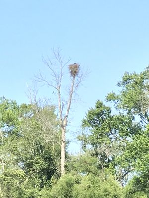 Eagle nest.