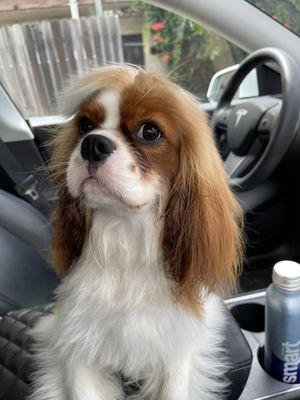 Puppy Riley all cleaned up!