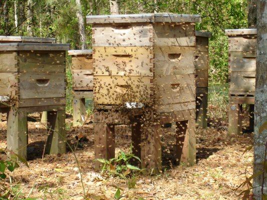 Honey Bee Removal