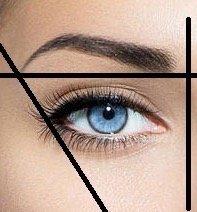 Measurements for a perfect eyebrow