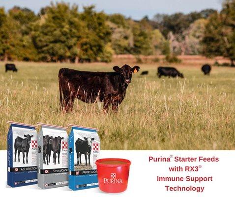 Cattle Feed