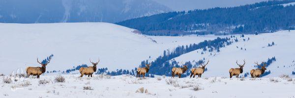 Bull Elk in Grand Teton