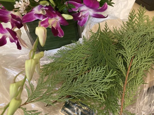 Evergreen should not be used in a tropical arrangement