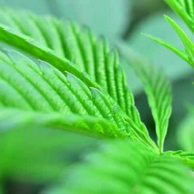 AYR Wellness Medical Marijuana Dispensary Plymouth Meeting