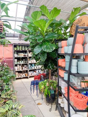 A massive Fiddle Leaf fig.