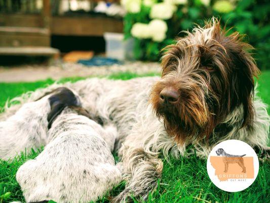 A Wirehaired Pointing Griffon dam nursing her puppies for sale near Bozeman, Montana.