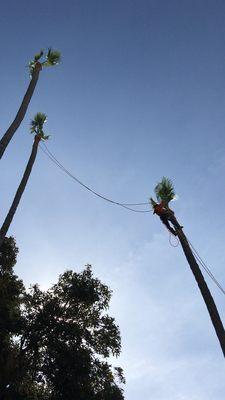 Trees trimming