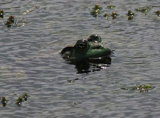 Ribbit.   A bullfrog sits and suns on the Bayou as we Kayak By at Pinky's Kayak Rental