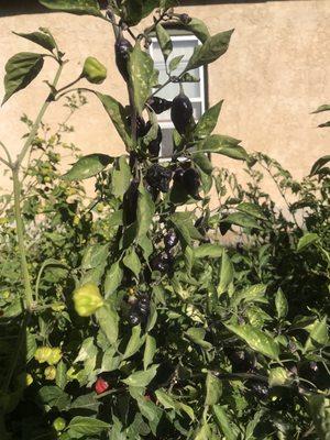 Peppers at Musso's.