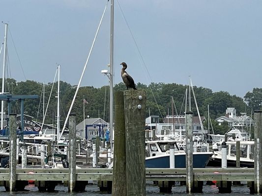 Cormorant at dockside, Essex CT.