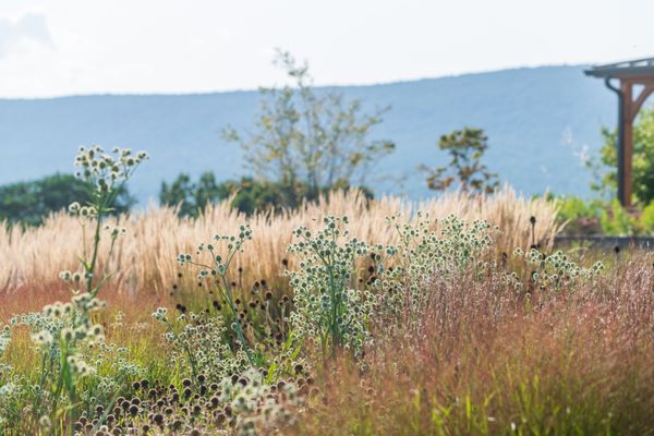 Meadow/Perennial Garden, Kempton, PA