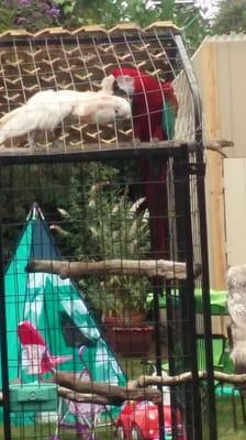 Outdoor aviary...
Here your seeing my Macaw, Mango preening our guest Peaches...over the years they have become close friends. So sweet.