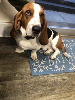 Is it even a barbershop without a cute dog ?