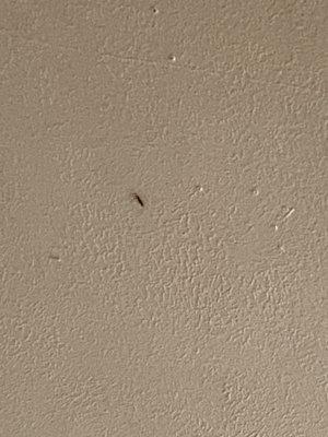 Cockroach on ceiling