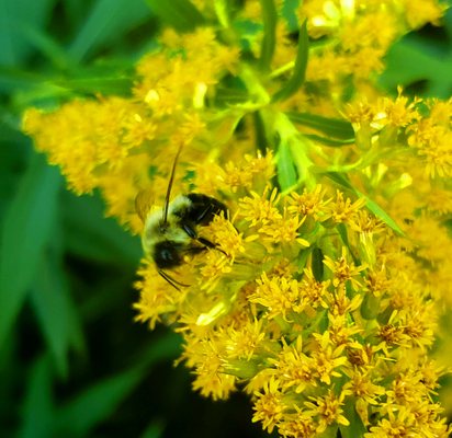 A bee at work on the farm.