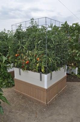 Self-watering Gro-System Raised Bed with Tomatoes