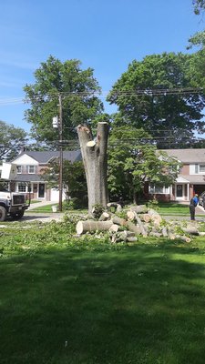 Large tree cut, trunk cut into pieces, ready to have the rest of the trunk removed