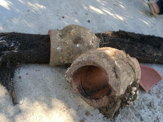 Broken sewer clay pipe with roots inside.