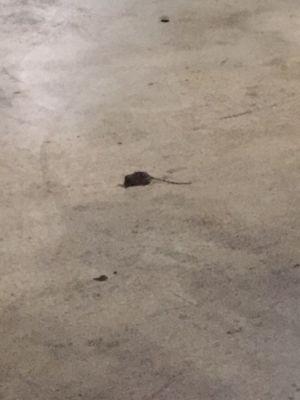 The apt has had rodent issues. This picture is from the underground parking