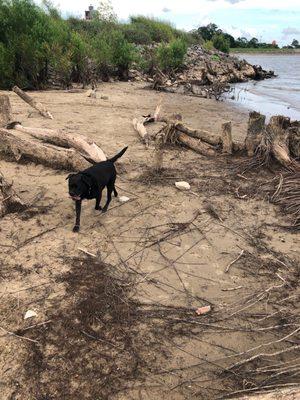 Maggie playing on the beach.