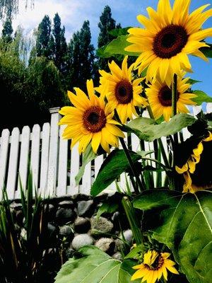 Sunflowers in our garden