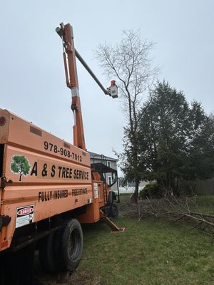 50 FT TREE REMOVAL