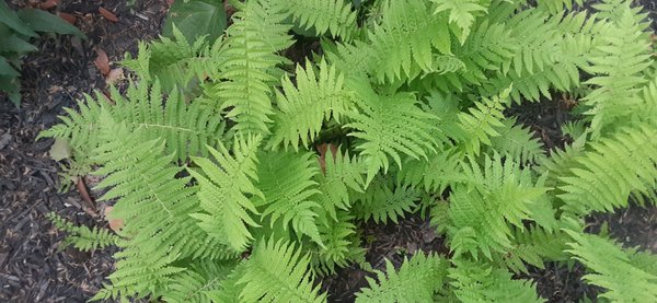 Perennial fern