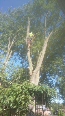 Fishers Tree Service