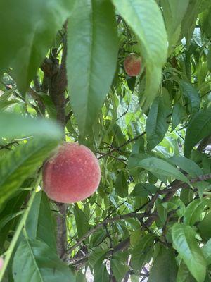 Looks like the peaches are ready to eat!!