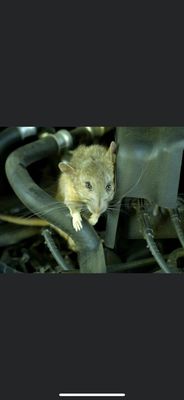 Got rats in your garage?? Rats can cause major damage to your vehicle! Call us for free inspection