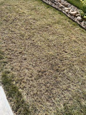 dead lawn. so dead.