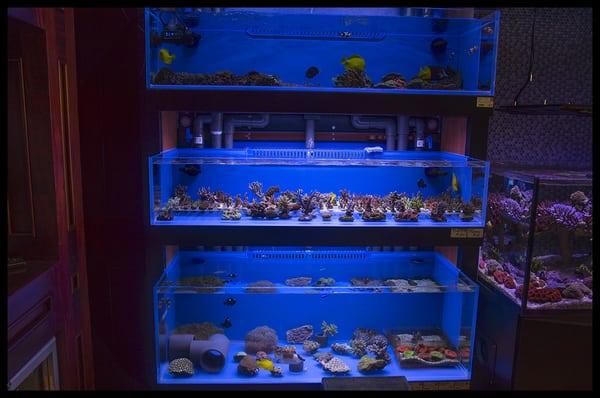 Great selection of fish and coral. Very clean, no algae