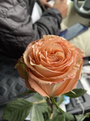 Single beautiful rose.