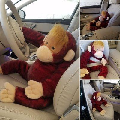 Don't monkey around when it comes to shipping your car!