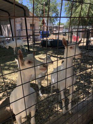 Drake Family Farms Goat Dairy