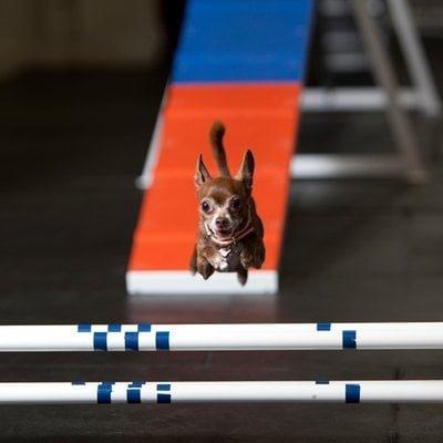 Zoom Room Dog Training