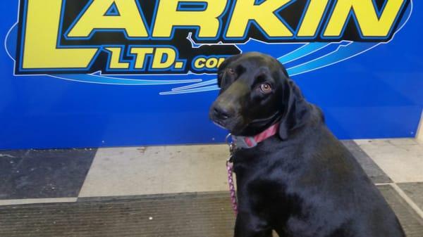 Our dog Cali supporting Larkin Ltd