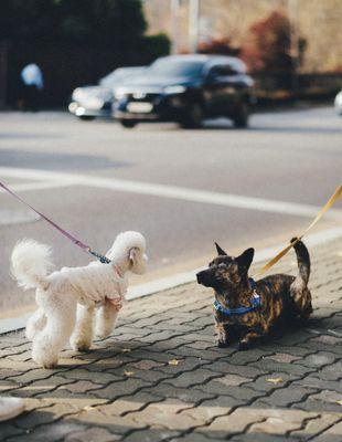 NOLA Dog Walking And Dog Sitting